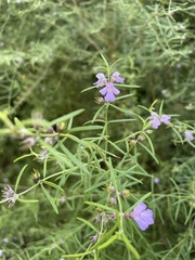 Westringia eremicola