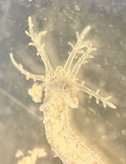 Synaptula hydriformis image