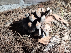 Pinus