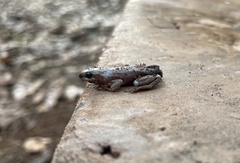Litoria rubella