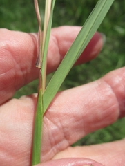 Bothriochloa longipaniculata