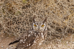 Bubo africanus africanus