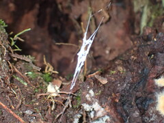 Progradungula otwayensis