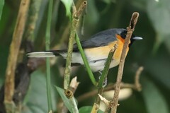 Symposiachrus trivirgatus