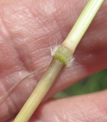 Bothriochloa longipaniculata