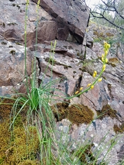 Bulbine glauca