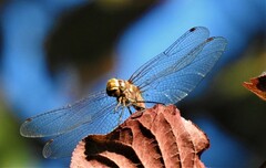 Sympetrum pallipes