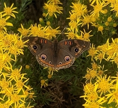 Junonia grisea