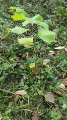Platanus