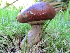 Suillus