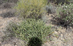 Polygala teretifolia