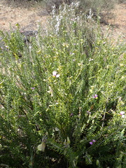 Polygala teretifolia