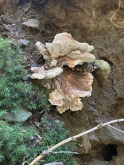 Bondarzewia occidentalis