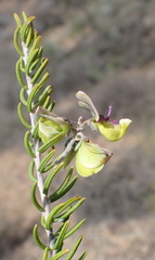 Polygala teretifolia