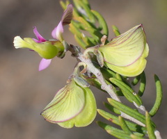 Polygala teretifolia