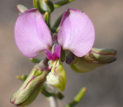Polygala teretifolia