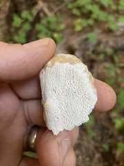 Bondarzewia occidentalis