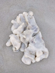 Aplidium stellatum