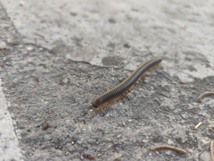 Pachyiulus flavipes