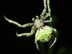 Novaranea courti
