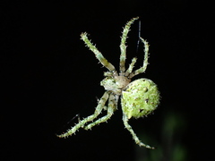 Novaranea courti