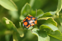 Stiretrus decastigmus