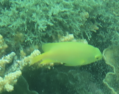 Pomacentrus moluccensis