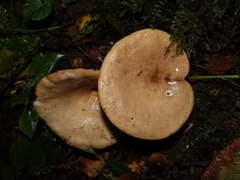 Lactarius pyrogalus