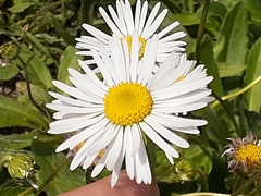 Bellis sylvestris