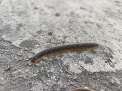 Pachyiulus flavipes