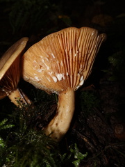 Lactarius pyrogalus
