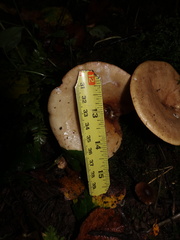 Lactarius pyrogalus