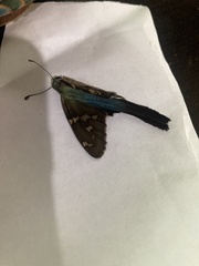 Urbanus proteus proteus