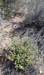 Polygala teretifolia
