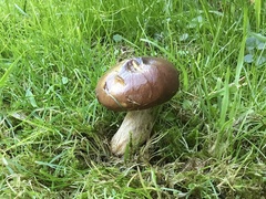 Suillus