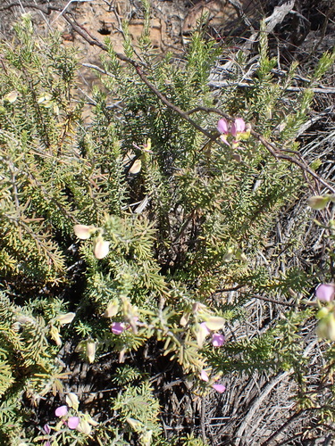 Image of Donkey Falsepea (Polygala teretifolia) by (c) Nicola van Berkel, some rights reserved (CC BY-SA)