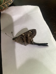 Urbanus proteus proteus