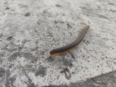 Pachyiulus flavipes