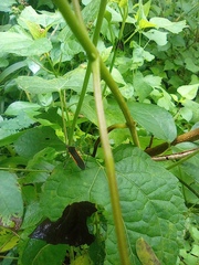 Plapigus circumcinctus