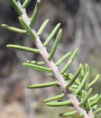 Polygala teretifolia