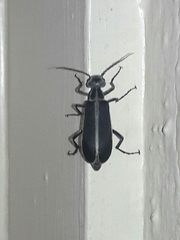 Epicauta cinerea-group