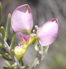 Polygala teretifolia