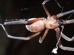 Progradungula otwayensis