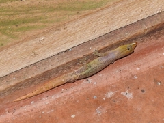Sphaerodactylus homolepis