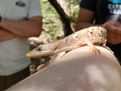 Gerrhonotus infernalis