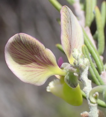 Polygala teretifolia