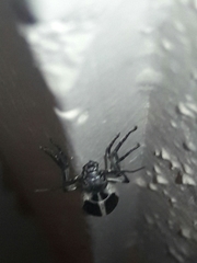 Epicauta cinerea-group