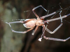 Progradungula otwayensis