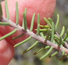 Polygala teretifolia