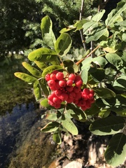 Sorbus scopulina